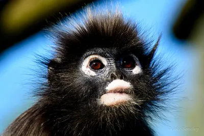 семья яван лутунг уязвимые виды обезьян из индонезии животное обезьяны  уязвимы Фото Фон И картинка для бесплатной загрузки - Pngtree
