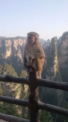 Маленькая золотая обезьяна ест грудью молоко семьи золотых обезьян.  Стоковое Изображение - изображение насчитывающей апертур, еда: 286622093