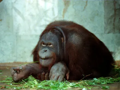 Зоологи усомнились в общепринятых теориях происхождения цветного зрения  приматов