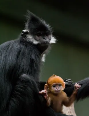Самые необычные виды обезьян со всей планеты! | Психология животных | Дзен