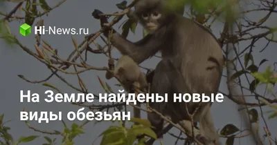 Фото Носач или кахау — вид приматов из подсемейства тонкотелых обезьян