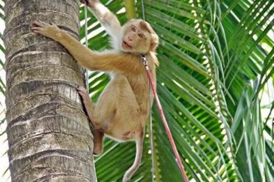 виды обезьян, обитающие в таиланде Стоковое Фото - изображение  насчитывающей апертур, млекопитающее: 223891402
