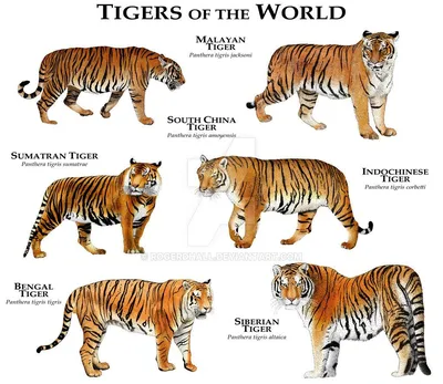 Разновидности тигров фото 