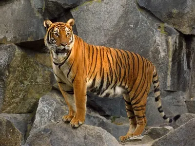 Тигры породы и разновидности - картинки и фото koshka.top