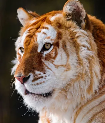 Амурский тигр - исчезающий вид» — создано в Шедевруме