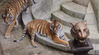 Тигр | Животные | Дзен