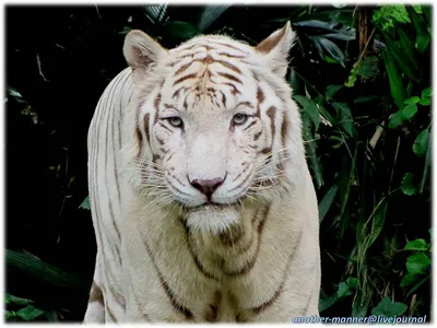 Вид Сбоку Профиль Стоящего Тигра Изолированный Белом стоковое фото  ©lifeonwhite 387123224