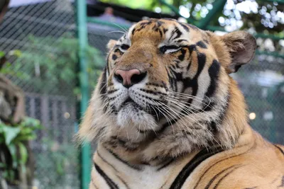 Вымирающие виды тигров с фотографиями и названиями | Мир животных | Дзен