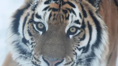 Крупный План Взрослого Бенгальского Тигра Тигриный Вид стоковое фото  ©dimakin 375740888