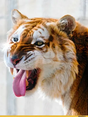 Тигриный зоопарк «Tiger Kingdom» на Пхукете – Online-Phuket.ru