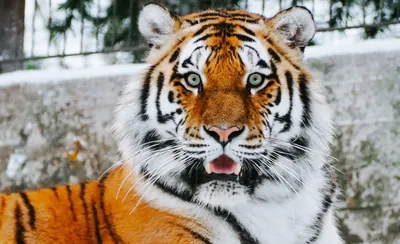 Пантера Тигр тигра самый большой вид кота Стоковое Фото - изображение  насчитывающей развилки, ангстрома: 131356634