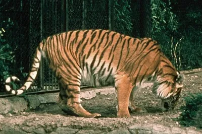 Шоу «Форд Боярд» останется без настоящих тигров — их заменят на 3D-модели -  Минская правда