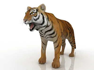 Бенгальский тигр | это... Что такое Бенгальский тигр?
