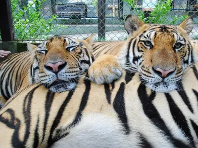 Зоопарк Биопарк - Белые тигры – цветные разновидности... | Facebook