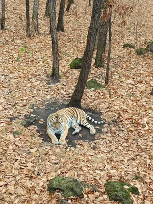 Тигр индокитайский (тигр Корбетта) — Panthera tigris corbetti