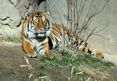 Уссурийский тигр | это... Что такое Уссурийский тигр?