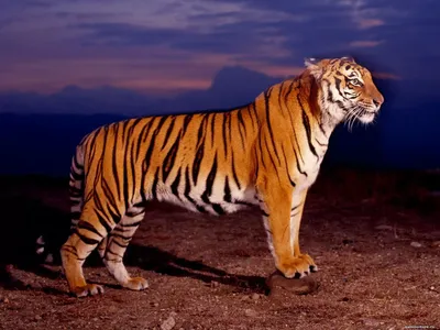 Вид Сбоку Профиль Стоящего Тигра Изолированный Белом стоковое фото  ©lifeonwhite 388195304