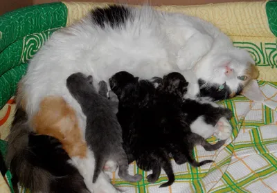 Этапы развития котят с момента рождения до трех месяцев на Petstory