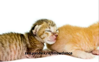Развитие котят в утробе - картинки и фото koshka.top