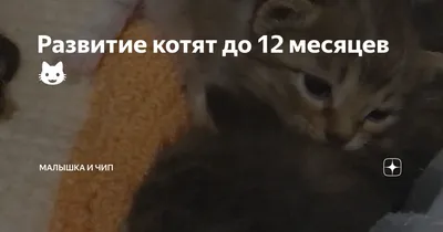 Royal Canin Kitten сухой корм для котят в период второй фазы роста до 12  месяцев - 1,2 кг - купить в Москве | КотМатрос