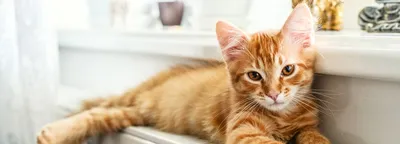 Первые 6 недель развития котенка | КотоВедение | Дзен