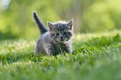 Развитие котят до 12 месяцев 😺 | Кошечка Джесси😺 | Дзен