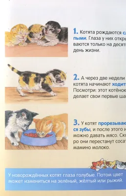 До какого возраста растут коты и кошки: Как растут котята по месяцам