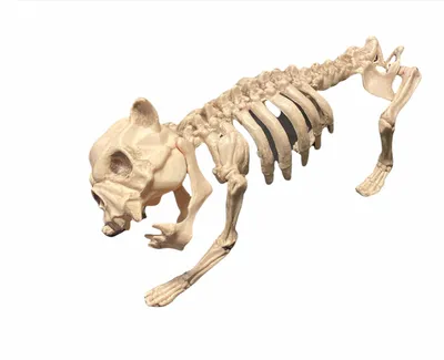 ребра кости скелет собаки анатомия для медицинской концепции 3d Иллюстрация  штока - иллюстрации насчитывающей подклювье, плюсневой: 227513882