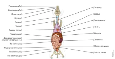 Cобаки миология: нормальная анатомия | vet-Anatomy
