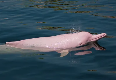 Речной дельфин фото 
