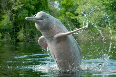 Amazonas-Flussdelfin Orinoko - Амазонский дельфин, или амазонский речной  дельфин , или амазонский пресноводный дельфин[3], или … | Дельфины,  Млекопитающие, Животные