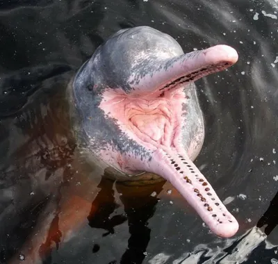 Вымершие Китайские Речные Дельфины. | Факты о животных и мире | Дзен