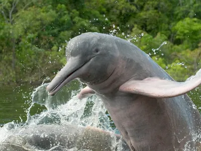 Речной дельфин | Пикабу