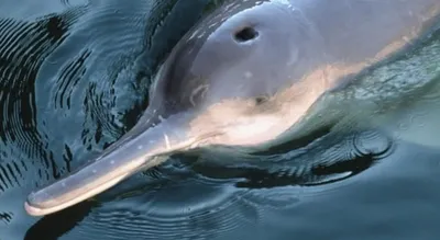 В мире есть розовые дельфины. Посмотрите на них прямой сейчас -  Рамблер/новости