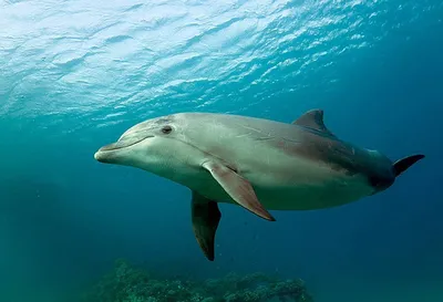 Китайский речной дельфин (Фото): Как выглядит, Где обитал, Чем питался и  Интересные факты