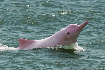 Розовый Дельфин (46 фото) | Дельфины, Байцзю
