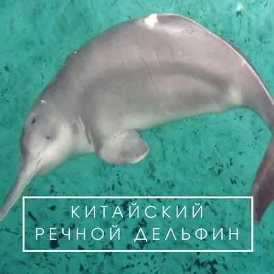 Речные дельфины Дона. Почему не заплывают в Кубань? | Дикий Юг - природа  Юга России | Дзен