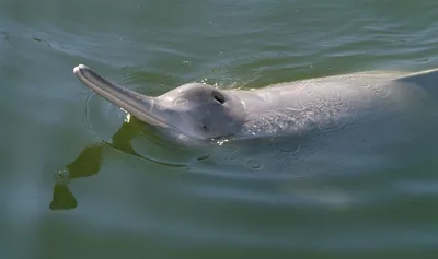 Самый крупный речной дельфин | ВКонтакте