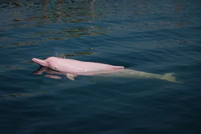 Планета чудес - Речной китайский дельфин Байджи Обитал... | Facebook