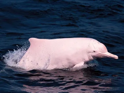 Гангский речной дельфин (M) COLLECTA – купить по цене 500 рублей с  бесплатной доставкой по России