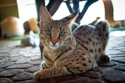 Самая редкая порода кошек в мире - 65 фото