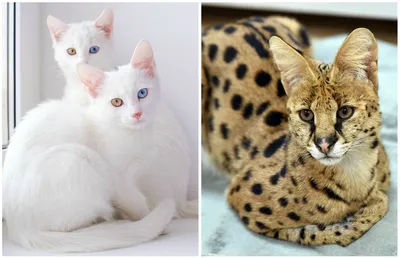 Самые необычные породы домашних кошек