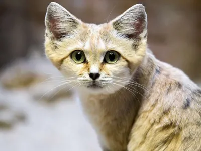 Самые дорогие и редкие кошки в мире Часть 2 | Пикабу