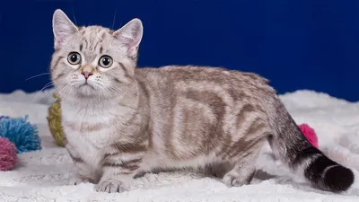 Самые необычные породы кошек | Фото | Общество | Аргументы и Факты