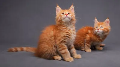 Видео: Одна на миллиард — самые редкие кошки в мире