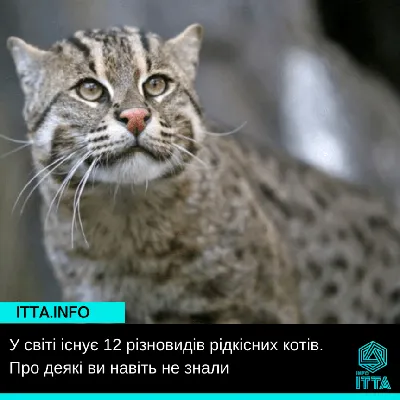 Редкие породы кошек — Круглосуточная ветеринарная клиника «Доверие», Харьков