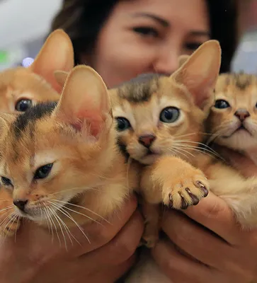 Влюбилась с первого взгляда»: 16 кошек и котов с непростой судьбой