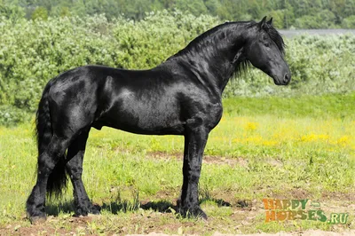 Редкие породы лошадей | Пикабу
