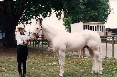 Самые дорогие породы лошадей в мире: кто они - Рамблер/субботний