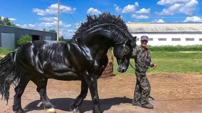 Лошади Камарильо: Единственная порода истинно белых лошадей. Настолько  редкие, что сейчас их насчитывают всего 20 штук в мире! | Пикабу